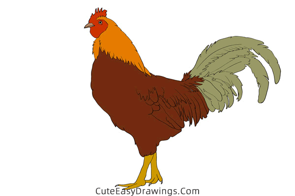 how to draw a realistic rooster - www.cuteeasydrawings.com
