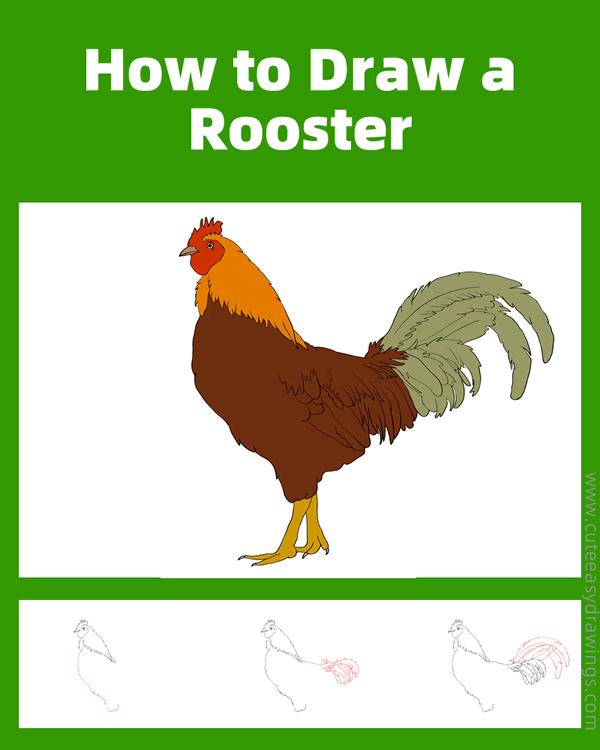 how to draw a realistic rooster - www.cuteeasydrawings.com