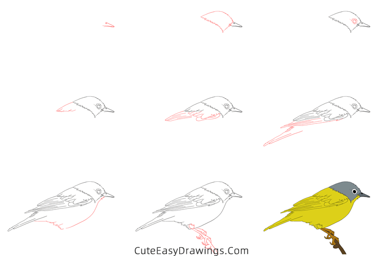 how to draw a nightingale - www.cuteeasydrawings.com