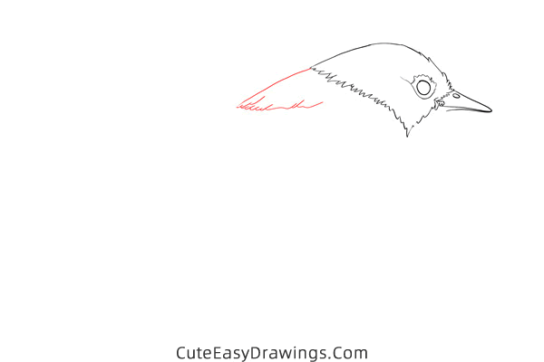 how to draw a nightingale - www.cuteeasydrawings.com