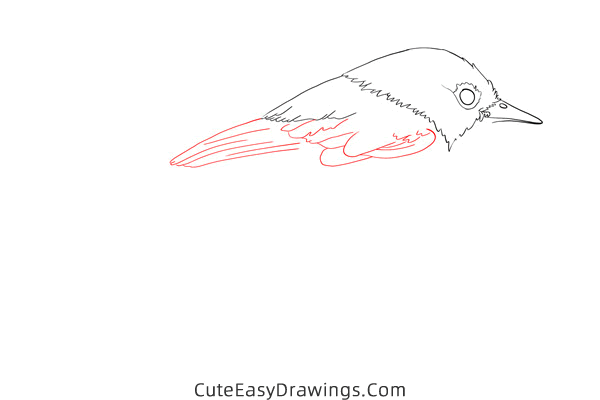 how to draw a nightingale - www.cuteeasydrawings.com