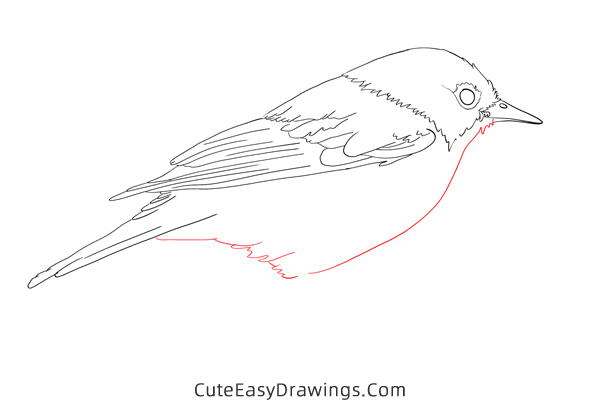 how to draw a nightingale - www.cuteeasydrawings.com