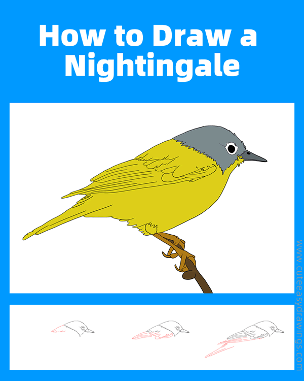how to draw a nightingale - www.cuteeasydrawings.com