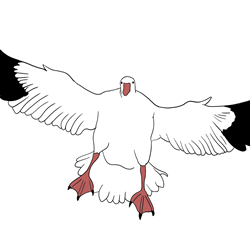 How to Draw a Snow Goose Step by Step