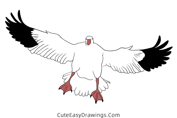 how to draw a snow goose - www.cuteeasydrawings.com