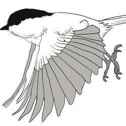 How to Draw a Sparrow Flying Step by Step