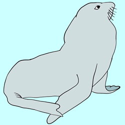 How to Draw a Realistic Seal Step by Step