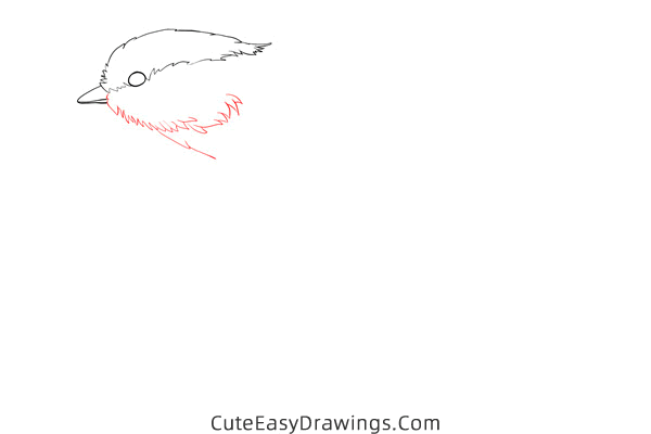 how to draw a sparrow flying - www.cuteeasydrawings.com