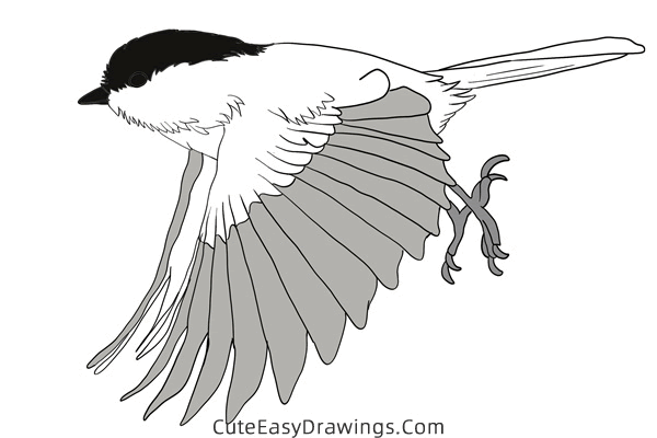 how to draw a sparrow flying - www.cuteeasydrawings.com