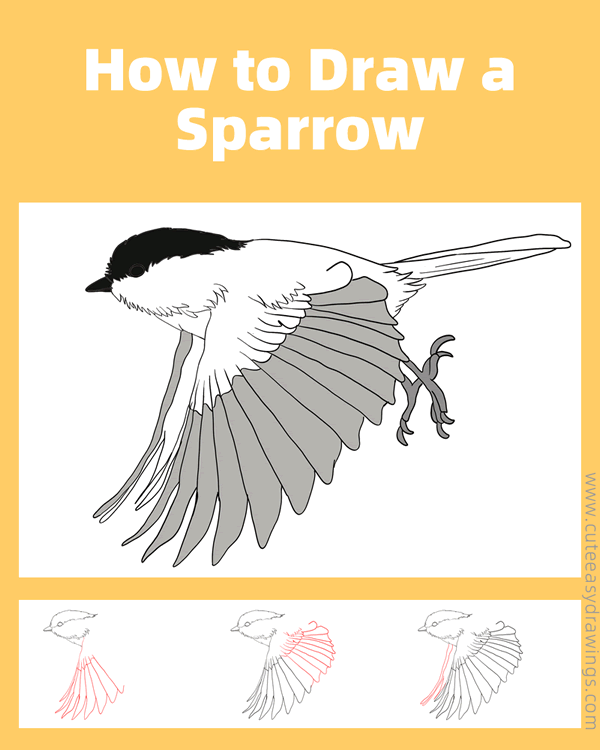 how to draw a sparrow flying - www.cuteeasydrawings.com