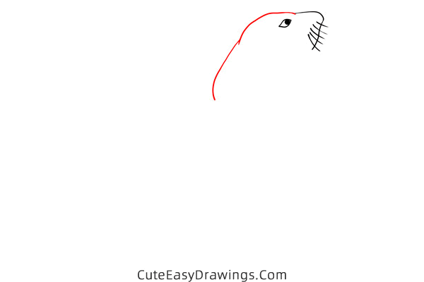 how to draw a realistic seal - www.cuteeasydrawings.com