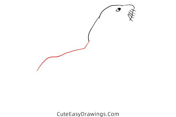 how to draw a realistic seal - www.cuteeasydrawings.com