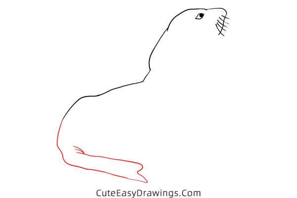 how to draw a realistic seal - www.cuteeasydrawings.com