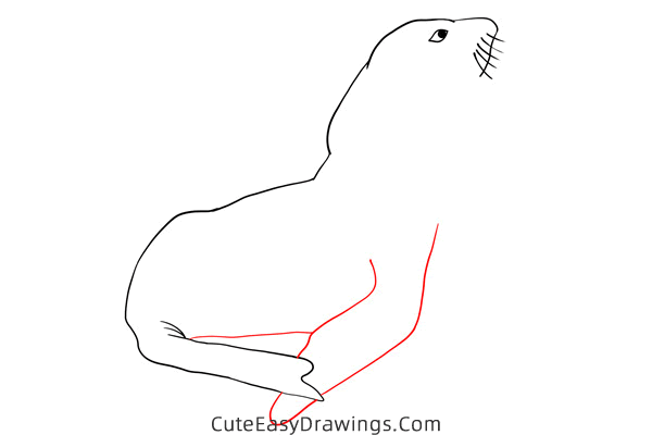 how to draw a realistic seal - www.cuteeasydrawings.com