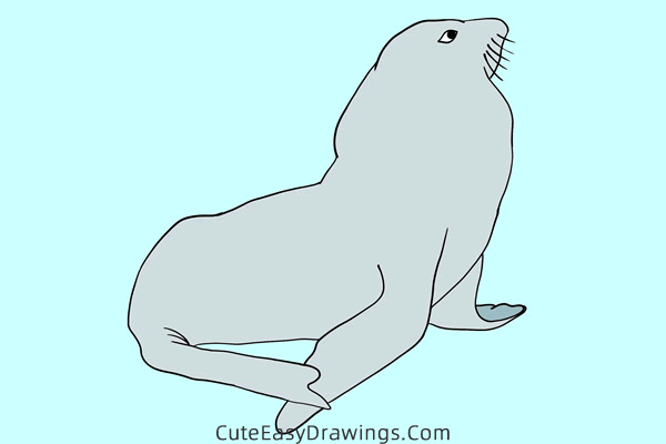 how to draw a realistic seal - www.cuteeasydrawings.com