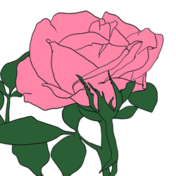 How to Draw a Realistic Rose Flower Step by Step