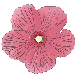 How to Draw a Realistic Flower Step by Step