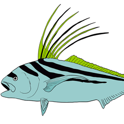How to Draw a Roosterfish Step by Step