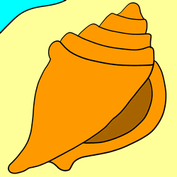 How to Draw a Conch Shell Step by Step