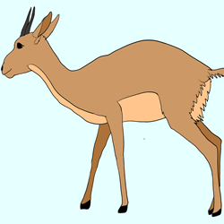 How to Draw a Gazelle Step by Step