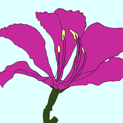 How to Draw a Realistic Bauhinia Flower Step by Step