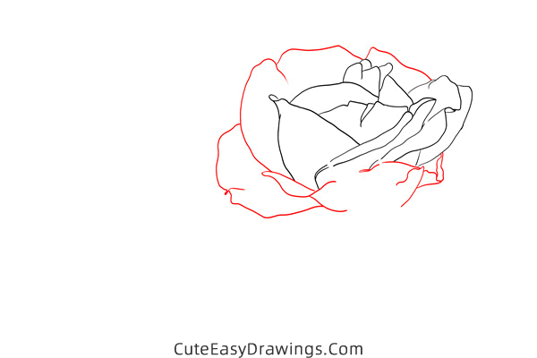 how to draw a realistic rose flower - www.cuteeasydrawings.com