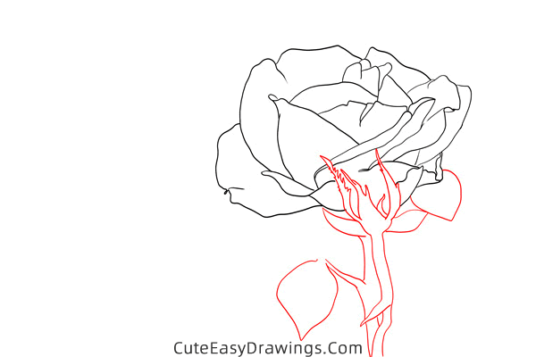 how to draw a realistic rose flower - www.cuteeasydrawings.com
