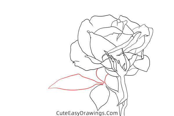 how to draw a realistic rose flower - www.cuteeasydrawings.com