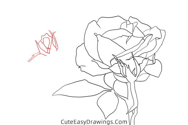 how to draw a realistic rose flower - www.cuteeasydrawings.com