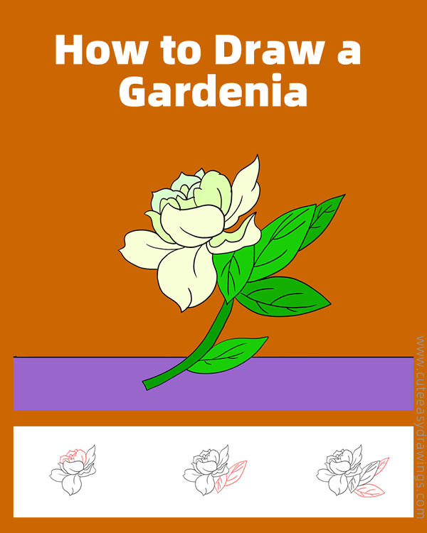 how to draw a gardenia - www.cuteeasydrawings.com