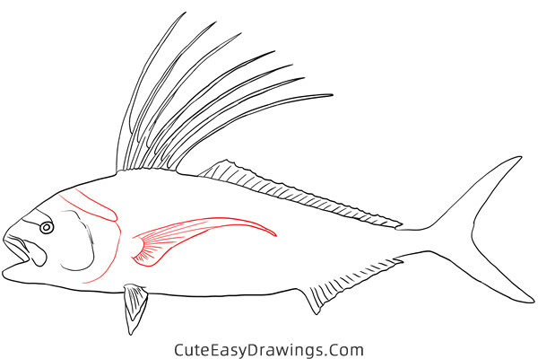 how to draw a roosterfish - www.cuteeasydrawings.com