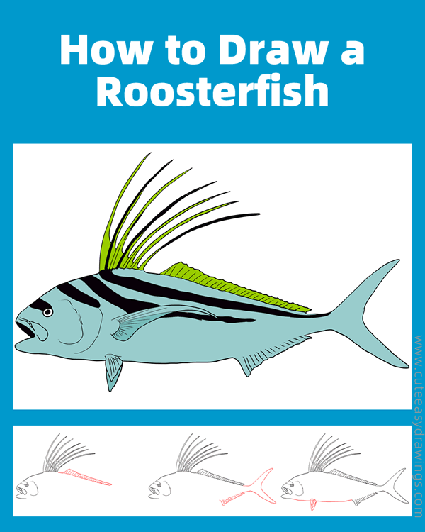 how to draw a roosterfish - www.cuteeasydrawings.com