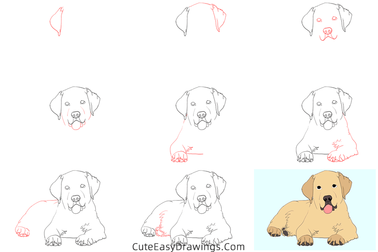 how to draw a realistic golden retriever - www.cuteeasydrawings.com
