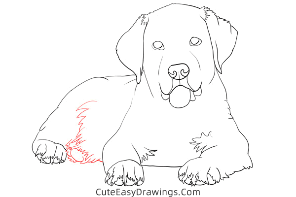 how to draw a realistic golden retriever - www.cuteeasydrawings.com