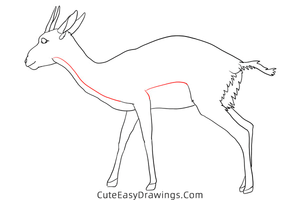 how to draw a gazelle - www.cuteeasydrawings.com