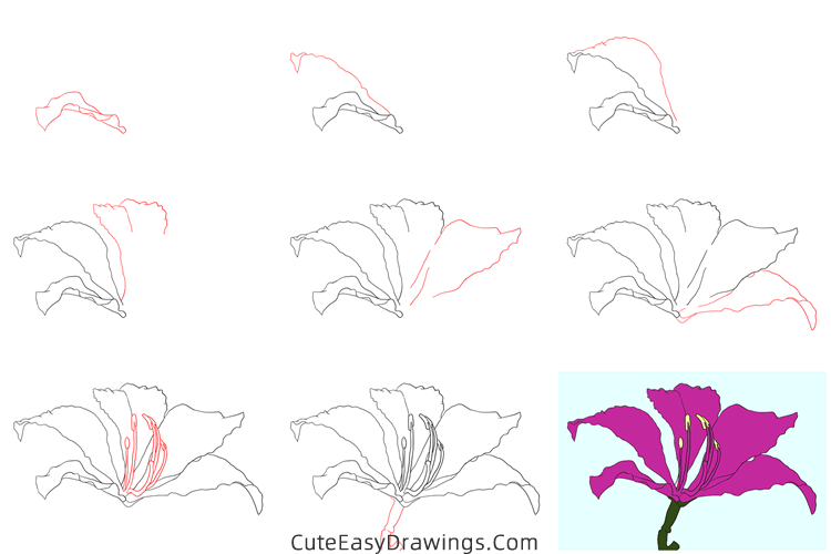 how to draw a realistic bauhinia flower - www.cuteeasydrawings.com