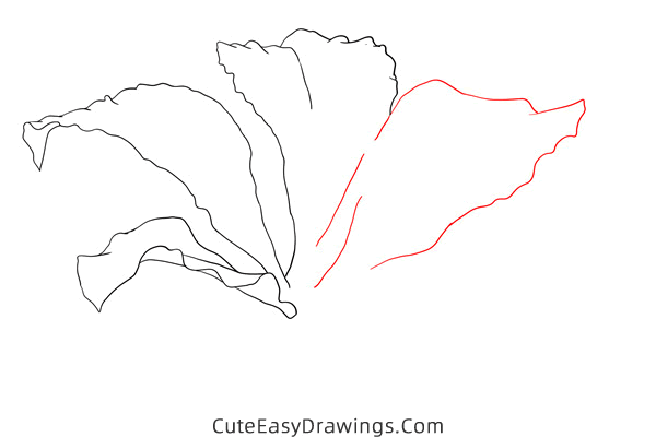 how to draw a realistic bauhinia flower - www.cuteeasydrawings.com