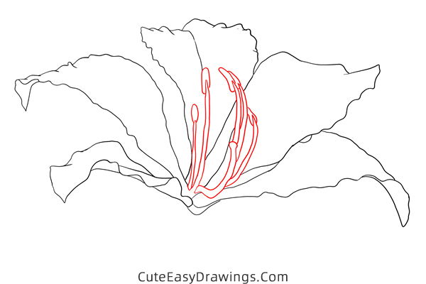 how to draw a realistic bauhinia flower - www.cuteeasydrawings.com