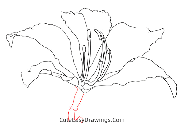 how to draw a realistic bauhinia flower - www.cuteeasydrawings.com