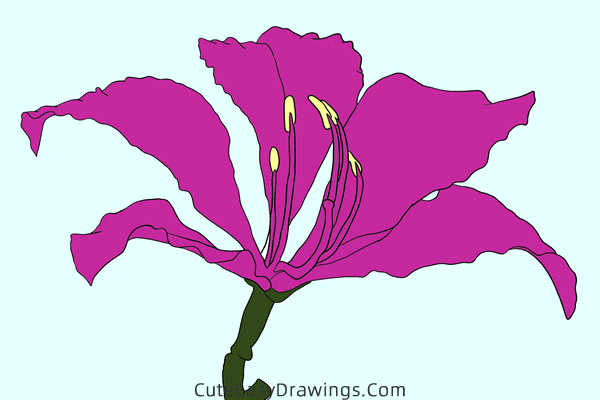 how to draw a realistic bauhinia flower - www.cuteeasydrawings.com