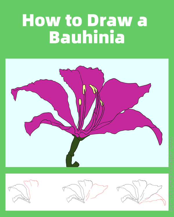 how to draw a realistic bauhinia flower - www.cuteeasydrawings.com